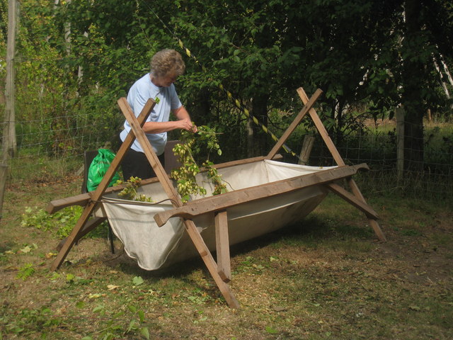 Demonstrating traditional hop picking at Hop Festival. Thousands of hop pickers would come to Kent, often from London, and manually pick each hop off its bine.