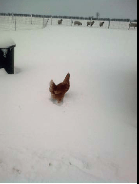 wtm-1202-chicken-in-snow